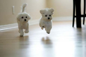 cute-dog-jumping1