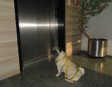 Animais no condomínio, salão de festa, veículos